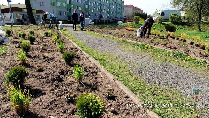 świeżo posadzone sadzonki roślin obok parkowej alejki, w tle bloki mieszkalne